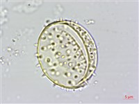 山棕藏品圖，第1張