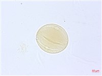 漢氏山葡萄藏品圖，第2張