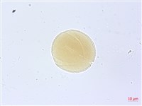 漢氏山葡萄藏品圖，第3張