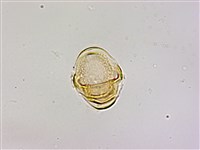 蓮華池桑寄生藏品圖，第2張