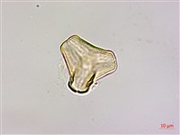 蓮華池桑寄生藏品圖，第3張