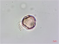 水鴨腳藏品圖，第1張