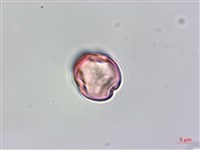 水鴨腳藏品圖，第2張