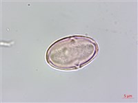 水鴨腳藏品圖，第3張