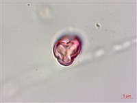 水鴨腳藏品圖，第1張