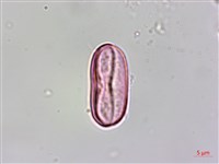 水鴨腳藏品圖，第2張