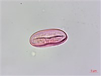 水鴨腳藏品圖，第3張