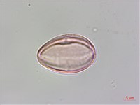 水鴨腳藏品圖，第1張