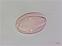 水鴨腳藏品圖，第2張