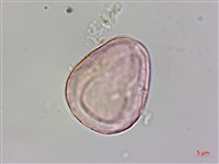 水鴨腳藏品圖，第3張