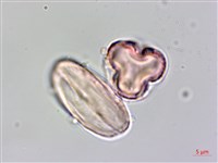 水鴨腳藏品圖，第4張