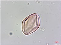 水鴨腳藏品圖，第5張