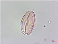 水鴨腳藏品圖，第6張