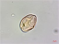 登錄號:Y000011藏品圖，第2張