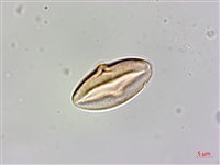 登錄號:Y000011藏品圖，第3張