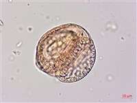 臺灣二葉松藏品圖，第2張