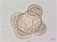 臺灣二葉松藏品圖，第3張