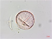 宜蘭菝契、托柄菝契藏品圖，第1張