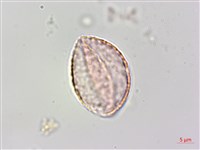 宜蘭菝契、托柄菝契藏品圖，第2張