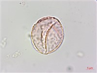 宜蘭菝契、托柄菝契藏品圖，第3張