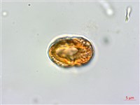 爵床藏品圖，第2張