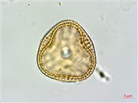 爵床藏品圖，第3張