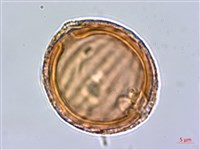 柳葉水蓑衣藏品圖，第2張