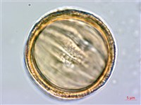 柳葉水蓑衣藏品圖，第3張