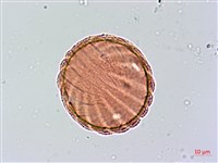 大安水蓑衣藏品圖，第1張