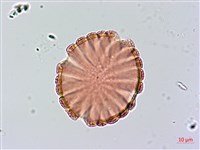 大安水蓑衣藏品圖，第2張