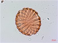 大安水蓑衣藏品圖，第3張