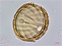 水蓑衣藏品圖，第1張