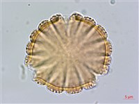 水蓑衣藏品圖，第2張