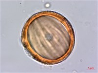 水蓑衣藏品圖，第3張