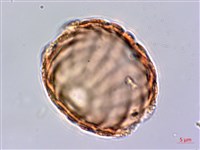 水蓑衣藏品圖，第2張