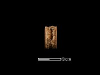 魚骨珠藏品圖，第2張