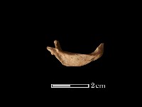 魚骨藏品圖，第2張