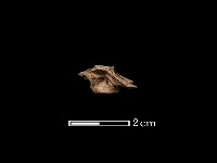 魚骨藏品圖，第2張