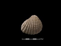 血蚶藏品圖，第2張