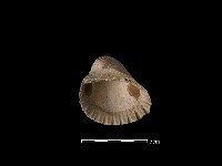 血蚶藏品圖，第2張