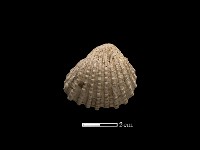 血蚶藏品圖，第2張