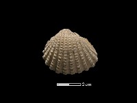 血蚶藏品圖，第2張