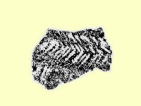 陶片藏品圖，第2張