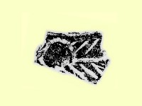 陶片藏品圖，第2張