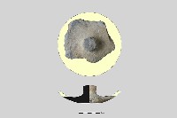 陶蓋鈕藏品圖，第3張