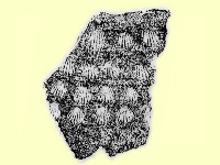 陶片藏品圖，第2張