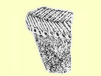 陶片藏品圖，第1張