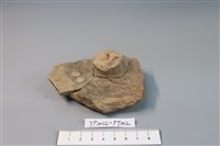 碗/淺盤型陶蓋藏品圖，第1張