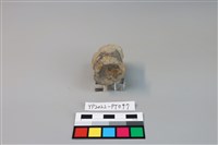 碗/淺盤型陶蓋藏品圖，第3張