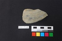 陶片藏品圖，第1張